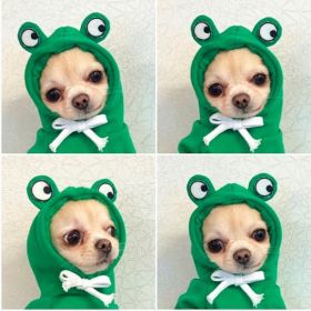 Cute Fruit Dog Clothes For Small Dogs Hoodies Winter Warm Fleece Pet Clothing Puppy Cat Costume Coat For French Chihuahua Outfit (Option: 5 Style-2XL)